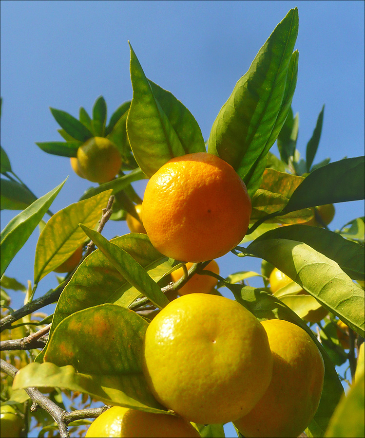 Image of Citrus unshiu specimen.