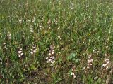 Pyrola rotundifolia подвид maritima. Цветущие растения на влажной луговине. Нидерланды, провинция Groningen, национальный парк Lauwersmeer. 20 июля 2008 г.