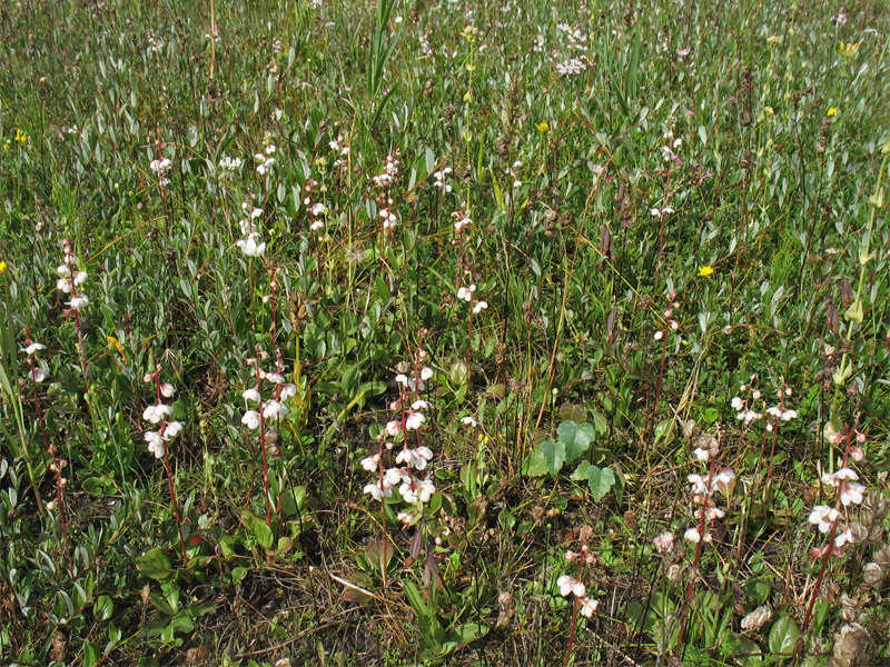 Изображение особи Pyrola rotundifolia ssp. maritima.