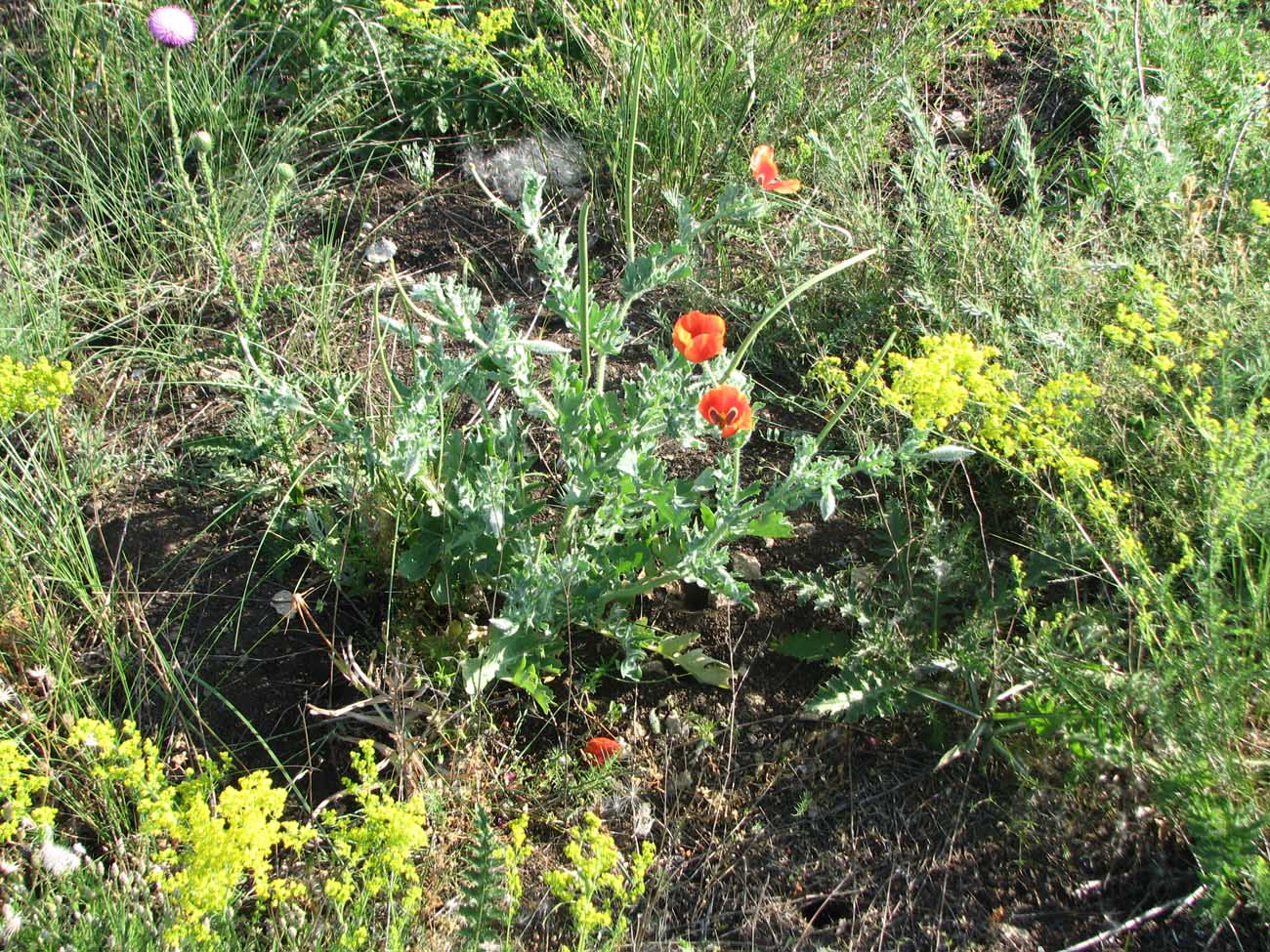 Image of Glaucium corniculatum specimen.