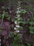 Pyrola rotundifolia. Цветущее растение. Курская обл., Железногорский р-н, р. Песочная, за плотиной хвостохранилища МГОКа. 28 мая 2008 г.