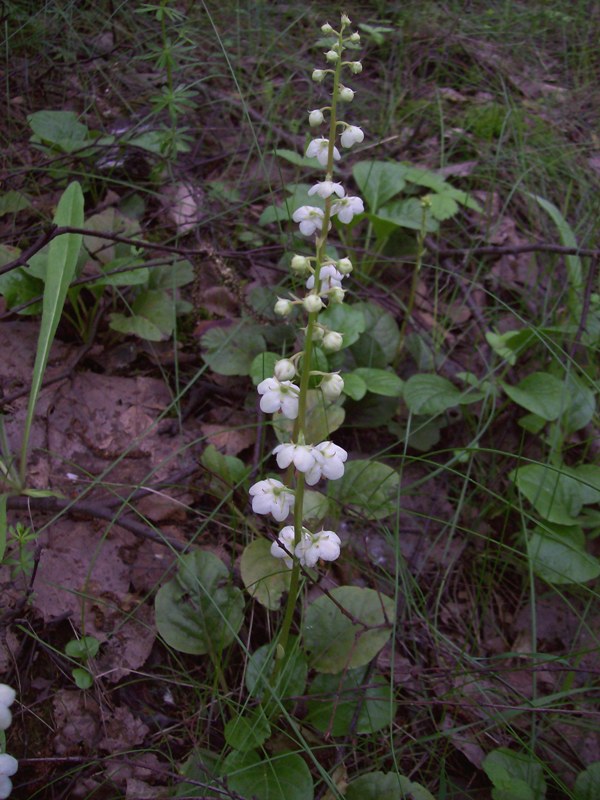 Изображение особи Pyrola rotundifolia.