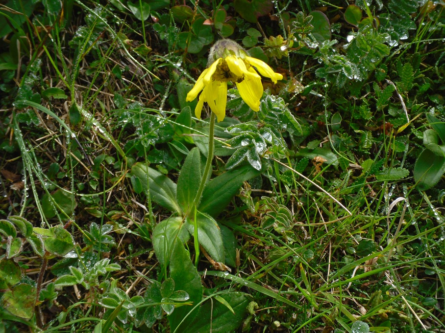 Image of Arnica lessingii specimen.