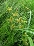 Cyperus glomeratus. Верхняя часть растения, соцветие. Астрахань, о. Городской. 15.08.2011.