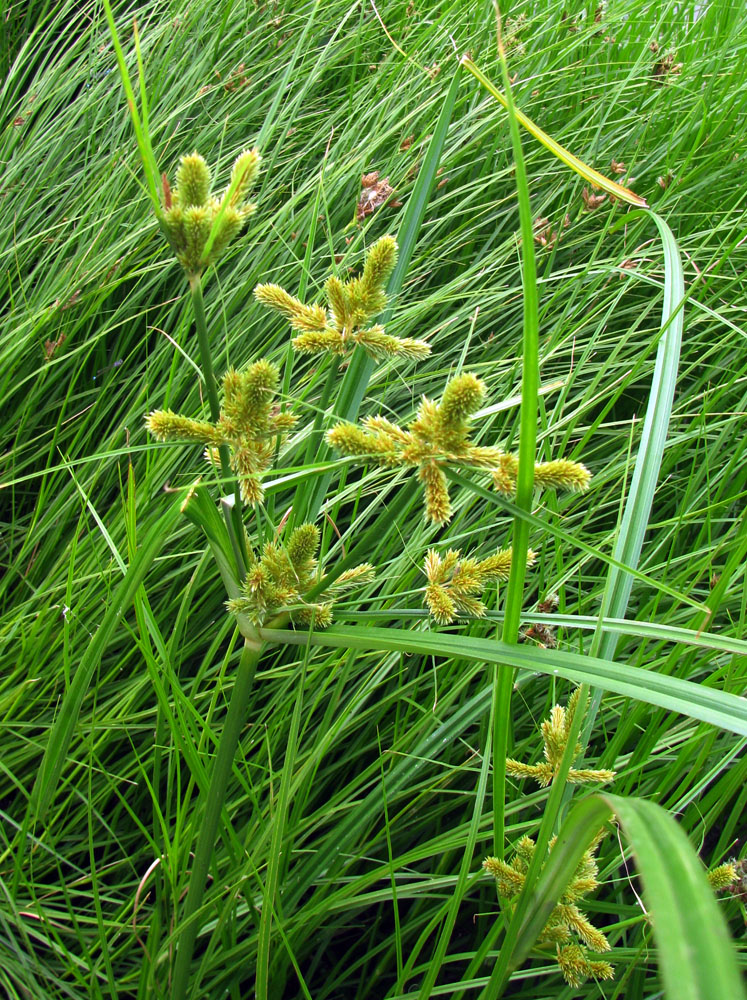 Изображение особи Cyperus glomeratus.