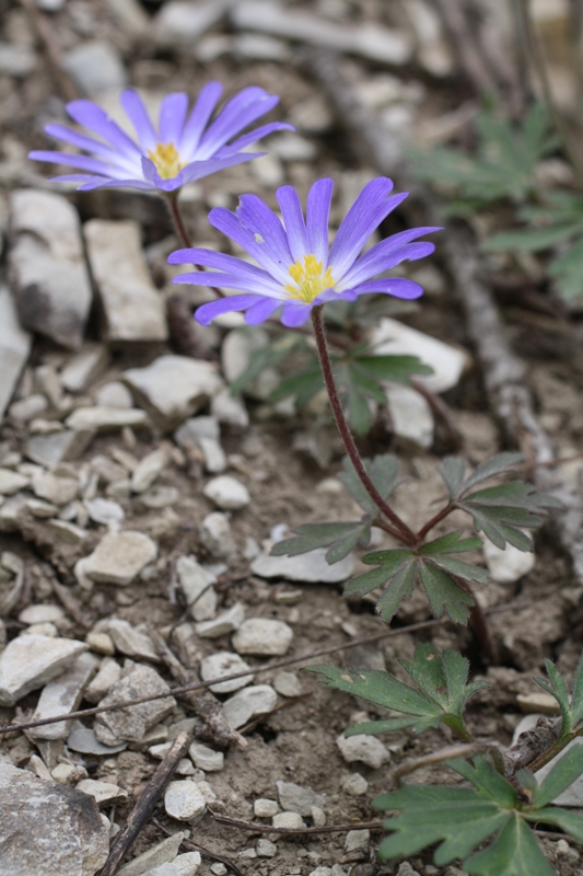 Изображение особи Anemone banketovii.