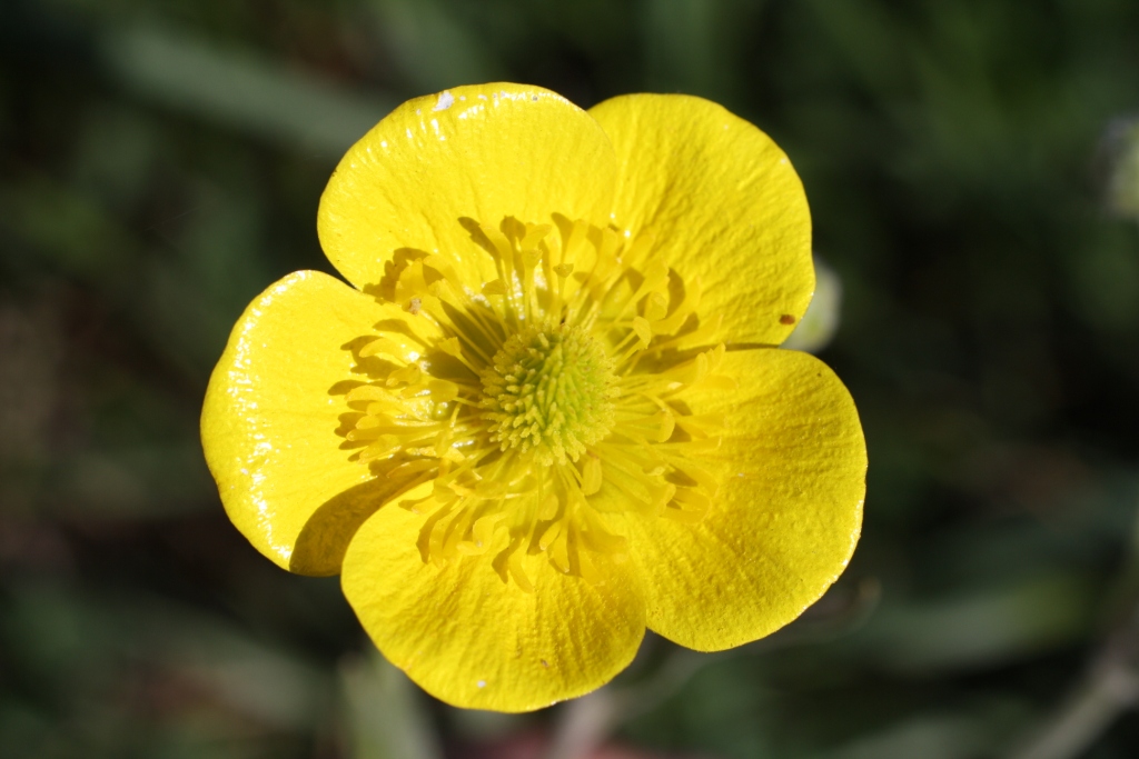 Изображение особи Ranunculus illyricus.