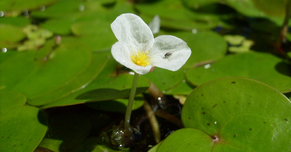 Image of Hydrocharis morsus-ranae specimen.