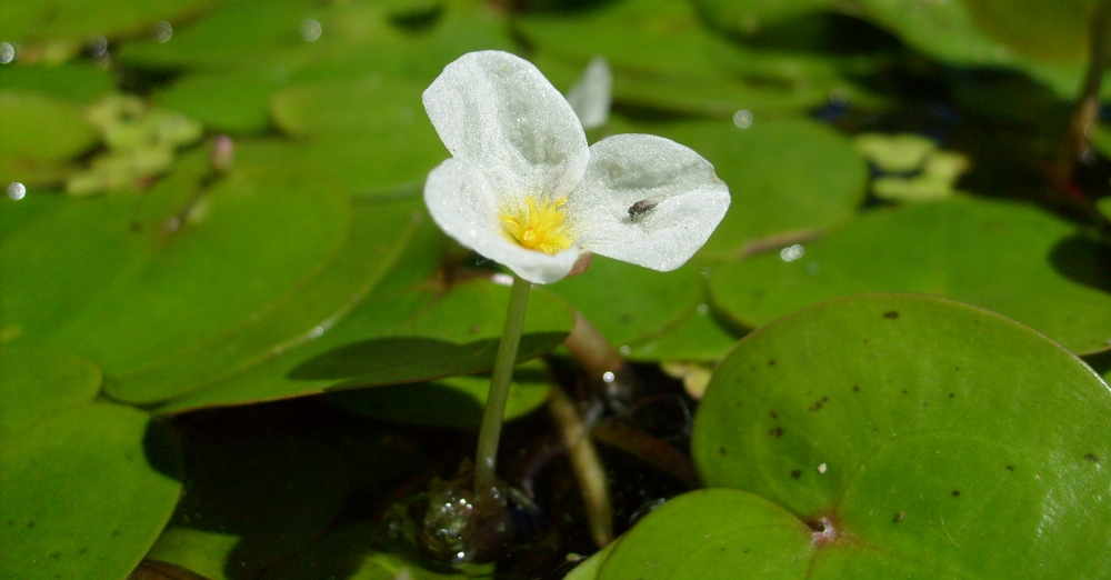 Изображение особи Hydrocharis morsus-ranae.