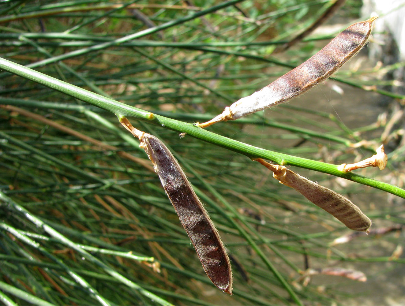 Image of Spartium junceum specimen.