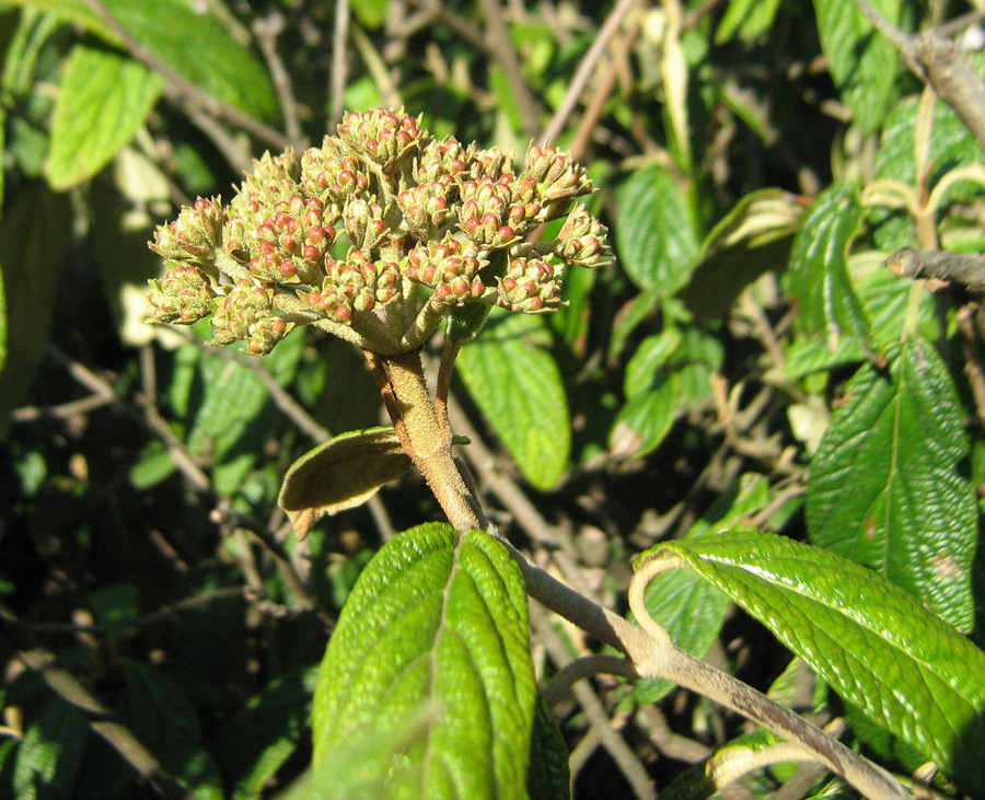Изображение особи Viburnum rhytidophyllum.