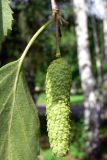 Betula pendula