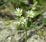 Cerastium semidecandrum