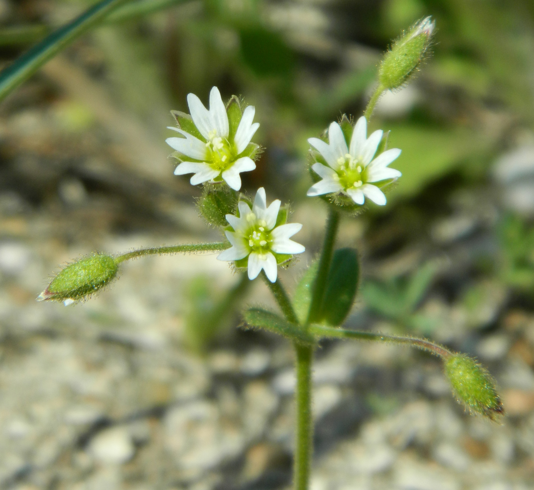 Изображение особи Cerastium semidecandrum.