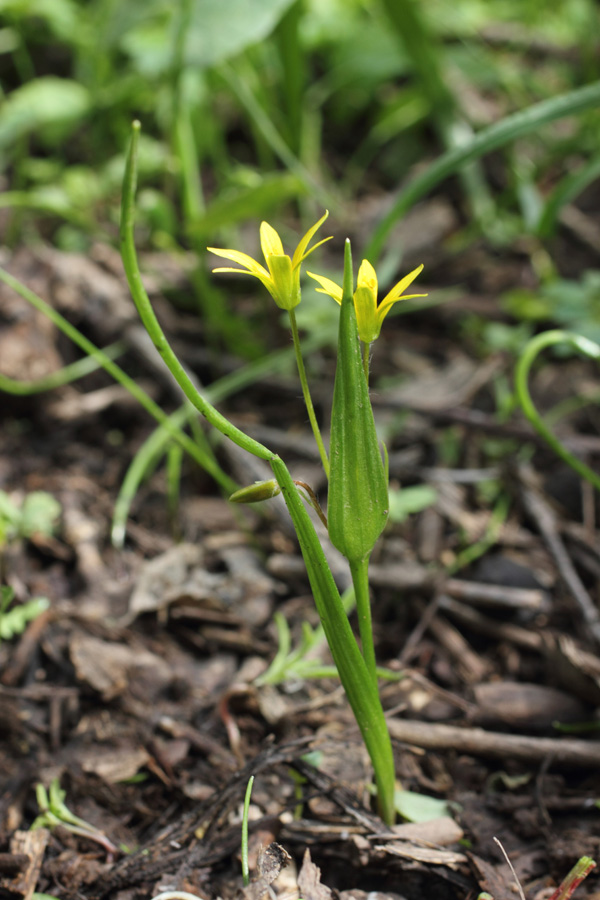 Изображение особи Gagea filiformis.