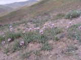 Tragopogon collinus