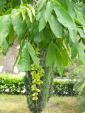 Pterocarya fraxinifolia. Соцветие и листья. Крым, г. Ялта, Приморский парк, в культуре. 30 мая 2012 г.