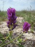 Astragalus borysthenicus