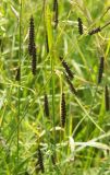 Carex flacca