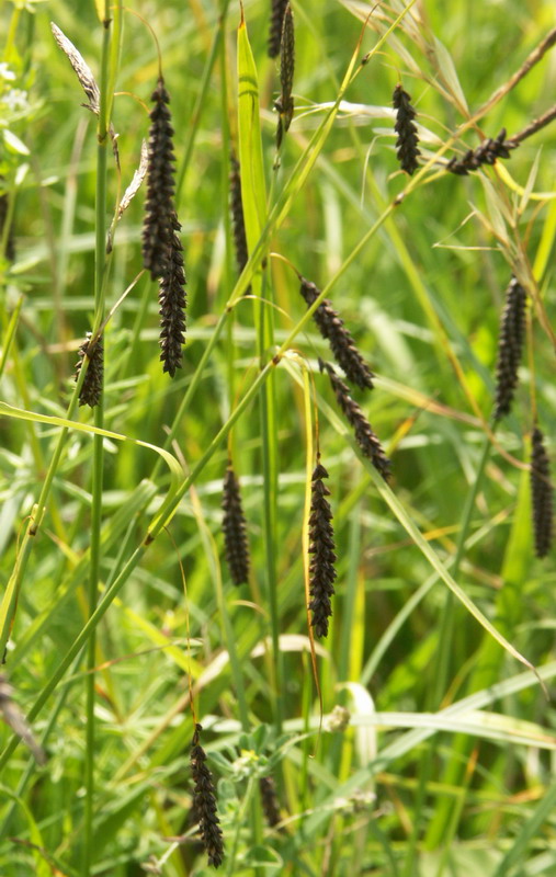 Image of Carex flacca specimen.