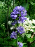 Campanula cervicaria