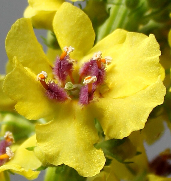 Изображение особи Verbascum nigrum.