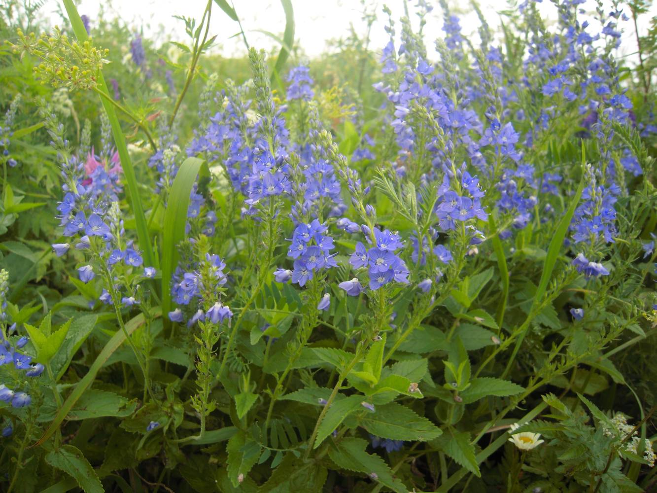 Image of Veronica teucrium specimen.