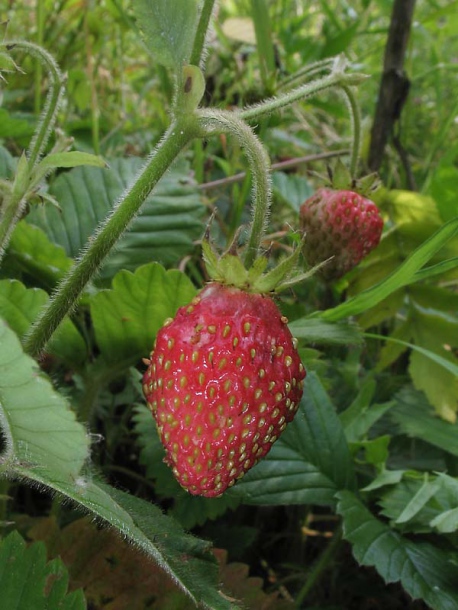 Изображение особи Fragaria moschata.