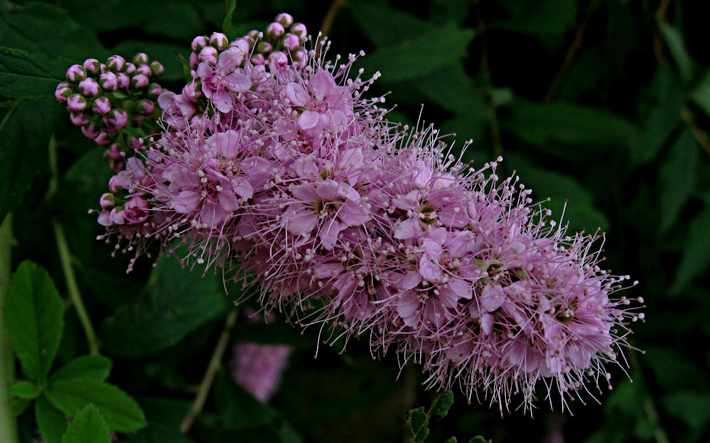 Image of Spiraea salicifolia specimen.