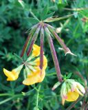 Lotus corniculatus