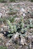 Paraeremostachys karatavica. Цветущее растение. Южный Казахстан, горы Каракус; высота 960 м н.у.м. 20.04.2012.