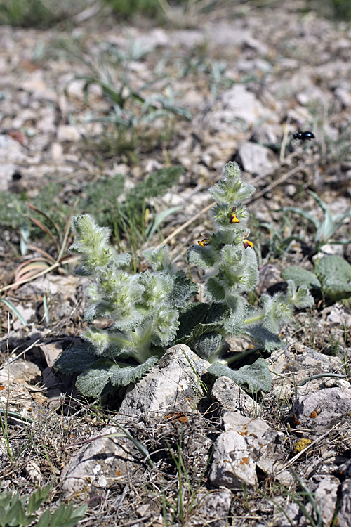 Image of Paraeremostachys karatavica specimen.