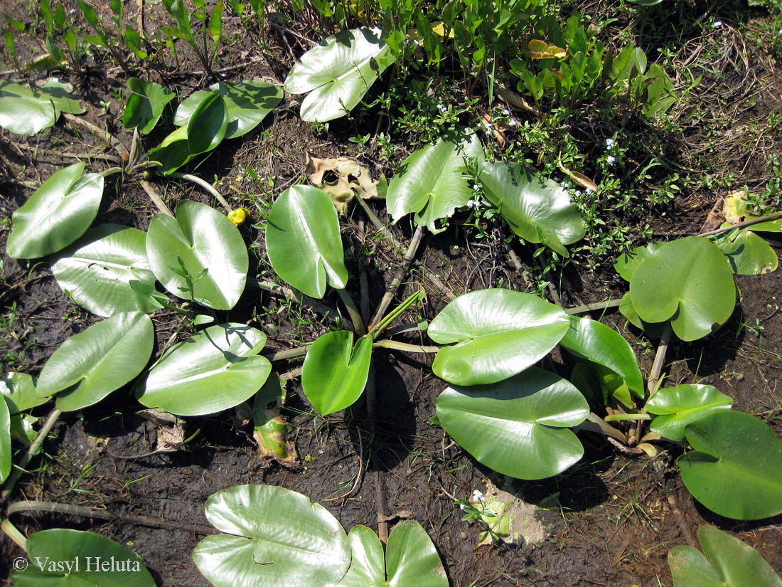 Image of Nuphar lutea specimen.