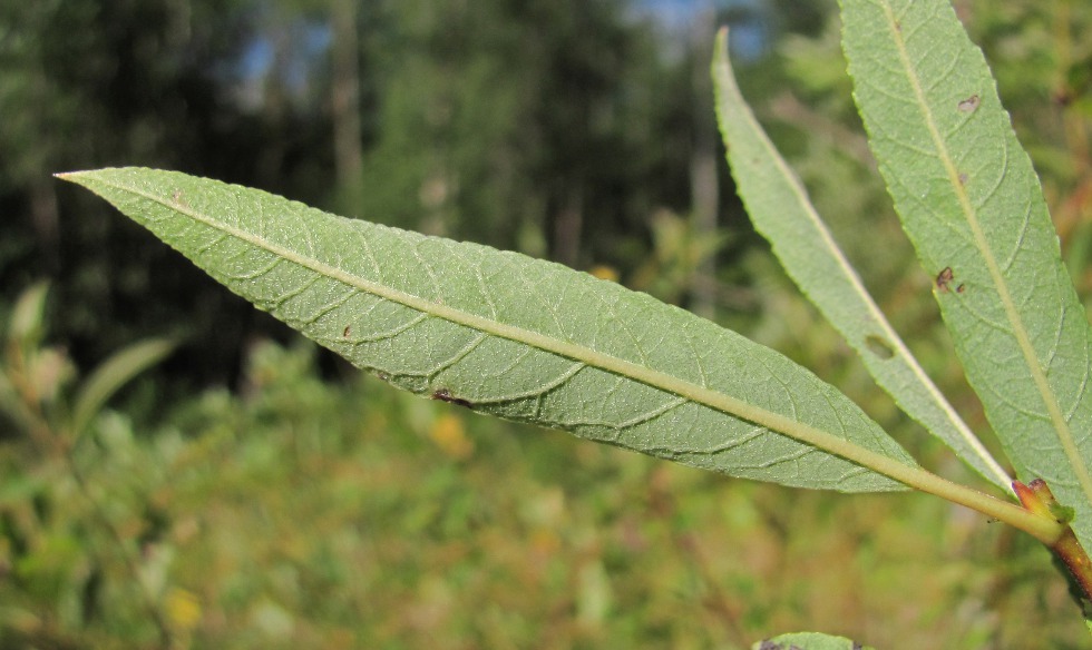 Изображение особи Salix myrsinifolia.