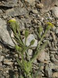 Image of specimen