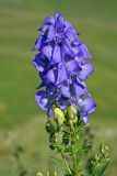 Aconitum nasutum. Соцветие. Республика Адыгея, плато Лаго-Наки, ур. Верх. Цица. 24.07.2012.