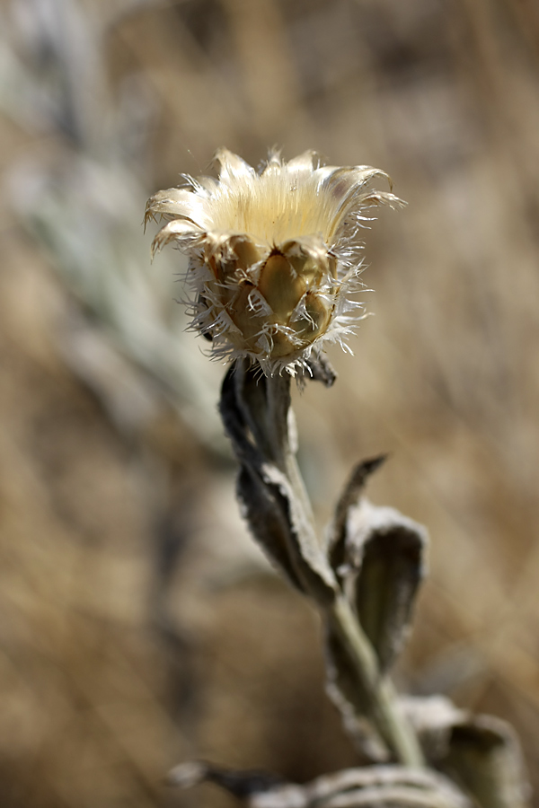 Изображение особи Centaurea depressa.