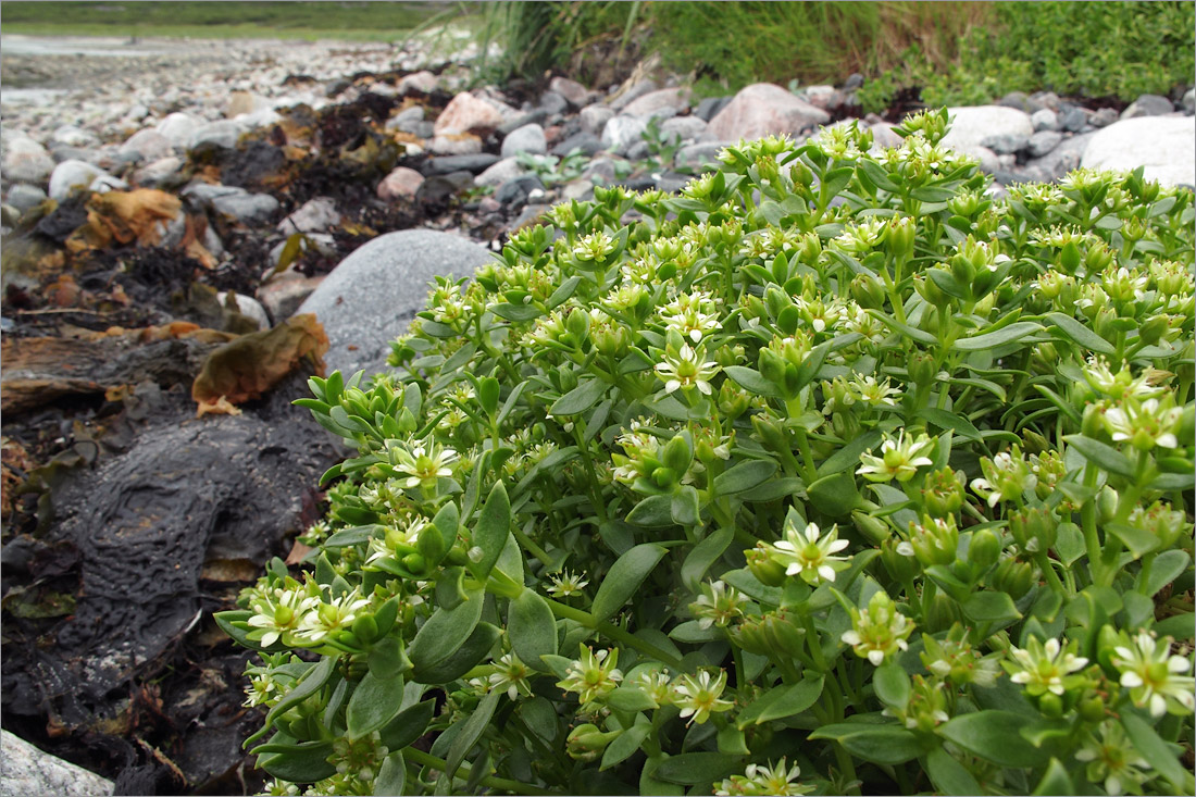 Изображение особи Honckenya peploides ssp. diffusa.