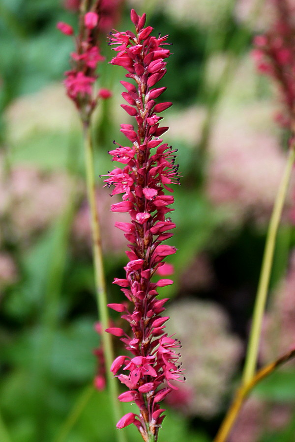 Изображение особи Bistorta amplexicaulis.