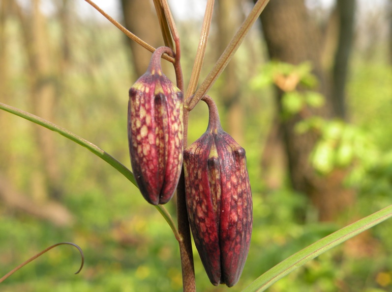 Image of Fritillaria ruthenica specimen.