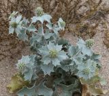 Eryngium maritimum