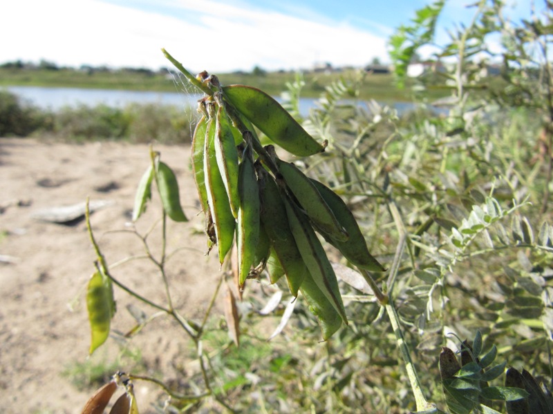 Image of Vicia cracca specimen.