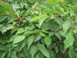 Cerasus kurilensis. Ветви со зрелыми плодами. Сахалин, лесопарковая зона в окр. г. Южно-Сахалинска. Середина июля 2012 г.