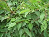 Cerasus kurilensis