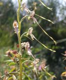 Himantoglossum caprinum. Часть соцветия. Israel, Upper Galilee, Mount Meiron. 14.06.2006.