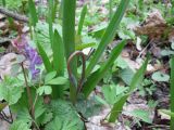 Tulipa biebersteiniana