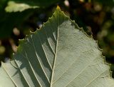 Quercus pontica