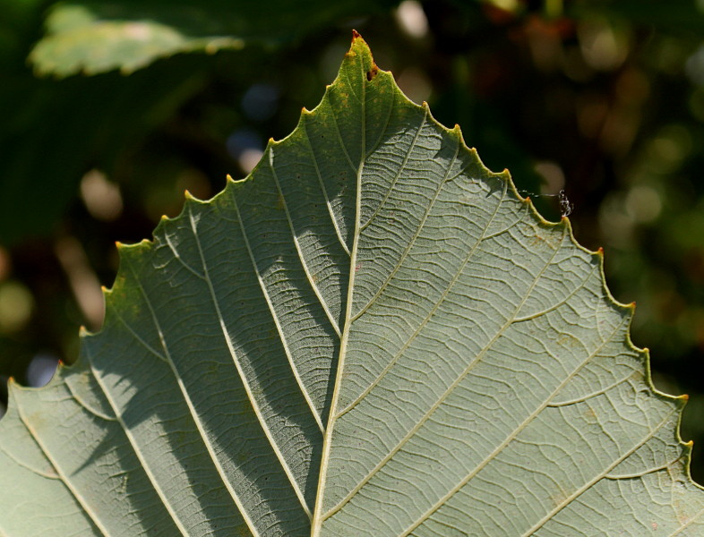 Изображение особи Quercus pontica.