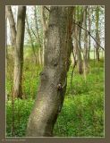 Alnus incana