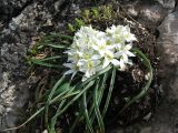 Ornithogalum fimbriatum